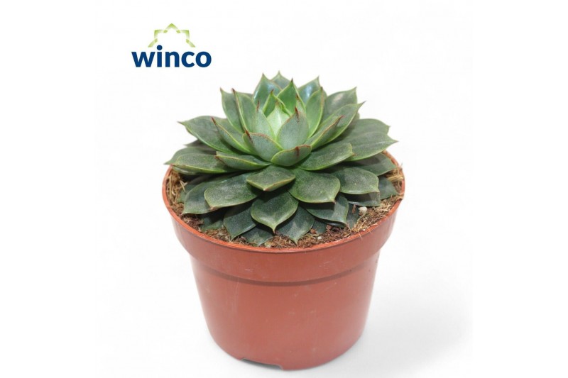 Echeveria Echeveria Parva1 bl. 