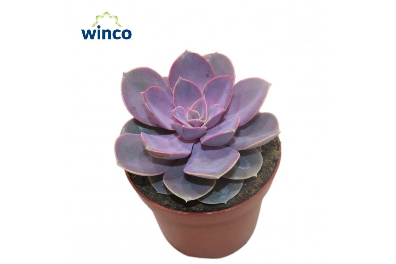 Echeveria perle von nurnberg Echeveria Pearl Von Neurenberg1 bl. 