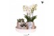 Phalaenopsis Kolibri Gift Set Hotel Chic silver 3 pp 24 bl. 3 tak/plnt 