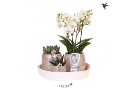 Phalaenopsis Kolibri Gift Set Hotel Chic silver 3 pp 24 bl. 3 tak/plnt