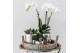 Phalaenopsis Kolibri Gift Set Hotel Chic silver 3 pp 24 bl. 3 tak/plnt 