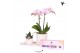 Phalaenopsis Kolibri Gift Set small Painting 2 pp 16 bl. 2 tak/plnt 