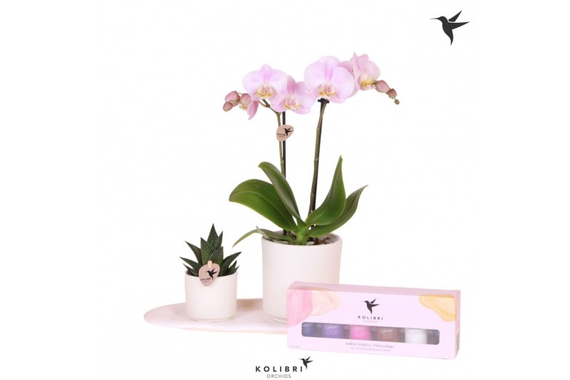 Phalaenopsis Kolibri Gift Set small Painting 2 pp 16 bl. 2 tak/plnt 