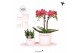 Phalaenopsis Kolibri Gift Set small Love 2 pp 16 bl. 2 tak/plnt 
