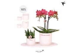 Phalaenopsis Kolibri Gift Set small Love 2 pp 16 bl. 2 tak/plnt