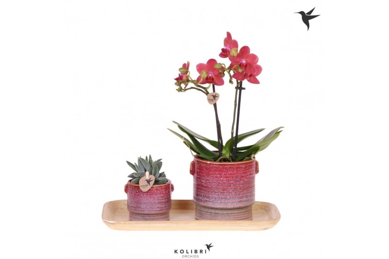 Phalaenopsis Kolibri Gift Set small Bold Seventies 2 pp 2 tak/plnt 16  