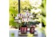 Phalaenopsis Kolibri Gift Set small Bold Seventies 2 pp 2 tak/plnt 16  