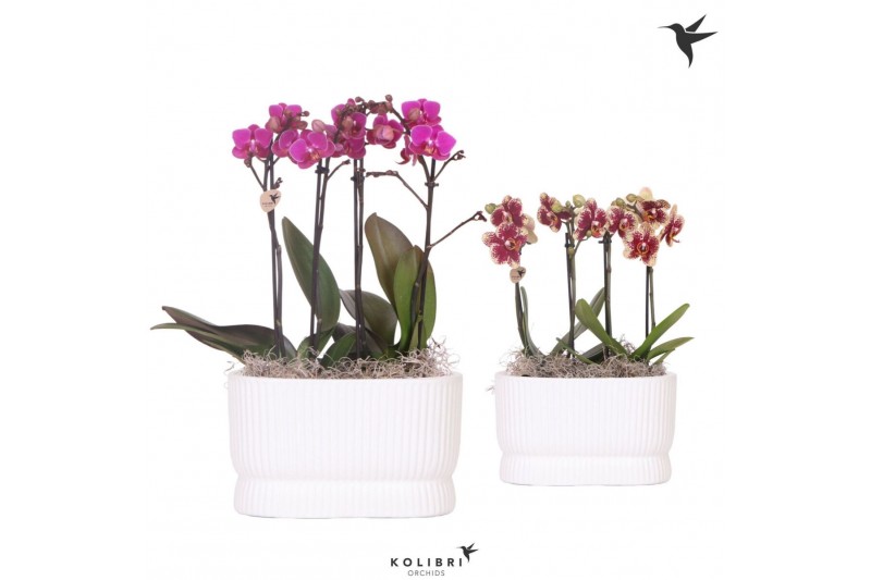 Phalaenopsis Kolibri Orchids Phalaenopsis White 4 spike in Diabolo twi 