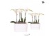 Phalaenopsis Kolibri Orchids Phalaenopsis white 4spike in Diabolo Twin 