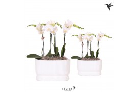 Phalaenopsis Kolibri Orchids Phalaenopsis white 4spike in Diabolo Twin