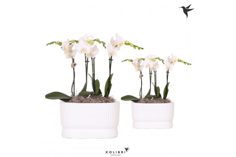 Phalaenopsis Kolibri Orchids Phalaenopsis white 4spike in Diabolo Twin 