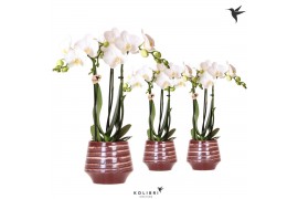 Phalaenopsis multiflora Kolibri Orchids Phalaenopsis white 3 spike in 