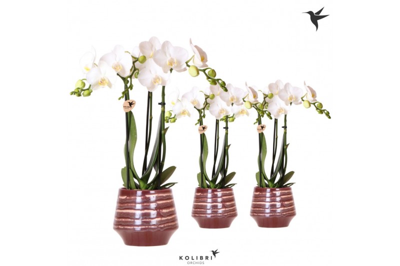 Phalaenopsis multiflora Kolibri Orchids Phalaenopsis white 3 spike in  