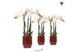 Phalaenopsis multiflora wit Kolibri Orchids Phalaenopsis white 3 spike