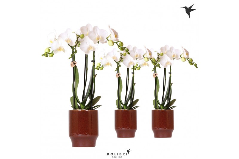 Phalaenopsis multiflora wit Kolibri Orchids Phalaenopsis white 3 spike 