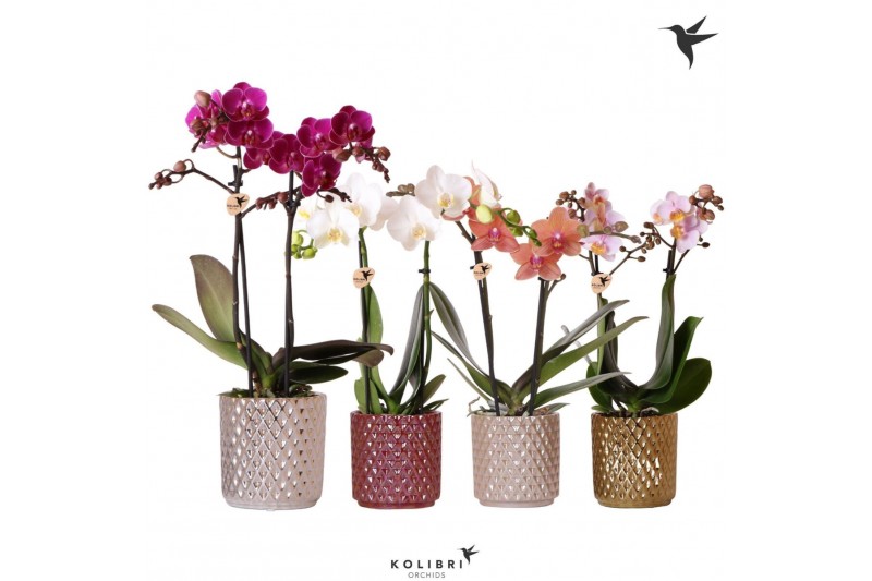 Phalaenopsis mix Kolibri Orchids Phalaenopsis mix 2 spike in Diamond p 