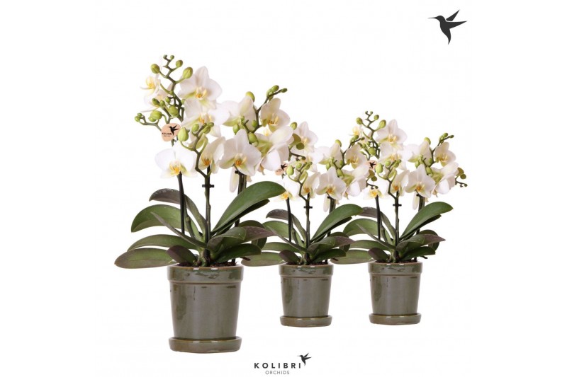 Phalaenopsis multiflora anthura lausanne Kolibri Orchids Phalaenopsis  