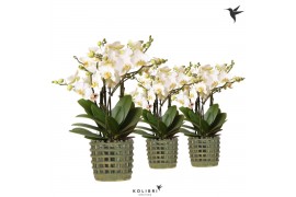 Phalaenopsis multiflora anthura lausanne Kolibri Orchids Phalaenopsis 