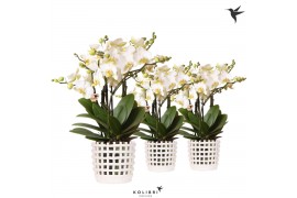 Phalaenopsis multiflora anthura lausanne Kolibri Orchids Phalaenopsis 