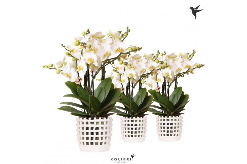 Phalaenopsis multiflora anthura lausanne Kolibri Orchids Phalaenopsis  