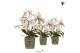 Phalaenopsis multiflora wit Kolibri Orchids Phalaenopsis Botanic 4 spi 