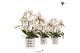 Phalaenopsis multiflora wit Kolibri Orchids Phalaenopsis Botanic 4 spi 