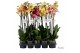 Phalaenopsis geel Phalaenopsis geel/oranje - 2 tak 70cm 14 bl. 2 tak/p 
