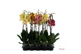 Phalaenopsis geel Phalaenopsis geel/oranje - 2 tak 80cm 16 bl. 2 tak/p