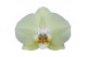 Phalaenopsis golden coin Phalaenopsis Golden Coin - 3 tak 70cm 16 bl.  