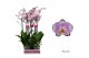 Phalaenopsis floriclone art nouveau Phalaenopsis Art Nouveau - 2 tak 8 