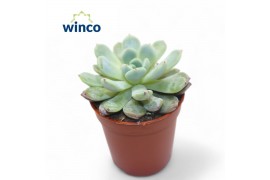 Echeveria Echeveria Baena1 bl.