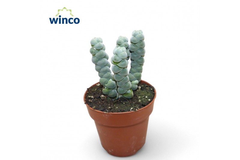 Crassula Crassula Plegmatoides 