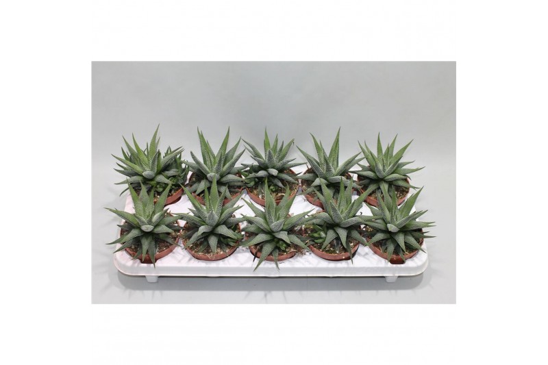 Haworthia fasciata concolor Haworthia Fasciata Concolor1 pp 