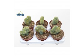 Cactus Weberbauerocereus Johnstonii Cristata (grafted)