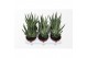 Gasteraloe aveo Gasteraloe Variegata1 pp 
