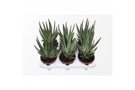 Gasteraloe aveo Gasteraloe Variegata1 pp