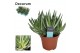 Gasteraloe aveo Gasteraloe Variegata1 pp 