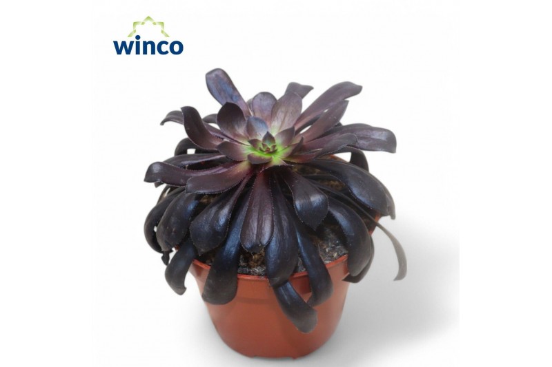 Aeonium Aeonium Schwartzkopf 