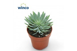 Euphorbia Euphorbia Sotesa Kirin