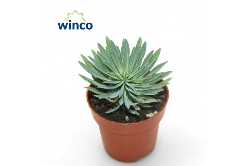 Euphorbia Euphorbia Sotesa Kirin 