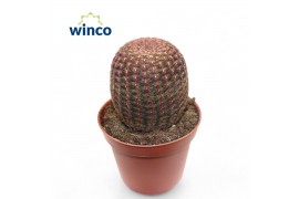 Echinocactus Echinocereus Rubrispinus