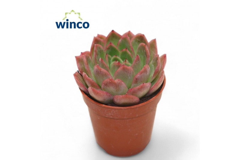 Echeveria Echeveria Gilva (red)overige bl. 