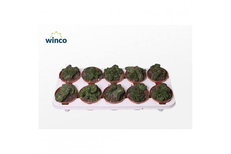 Euphorbia Euphorbia Green Elf Cristata 