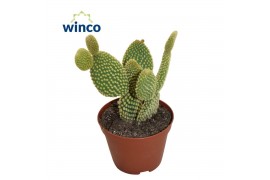 Opuntia microdasys Opuntia Microdasys Pallida