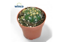 Cactus Gymnocalycium Denudatum