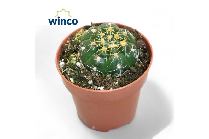 Cactus Gymnocalycium Denudatum 