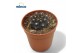 Cactus Gymnocalycium Stellatum1 pp 
