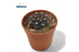 Cactus Gymnocalycium Stellatum1 pp