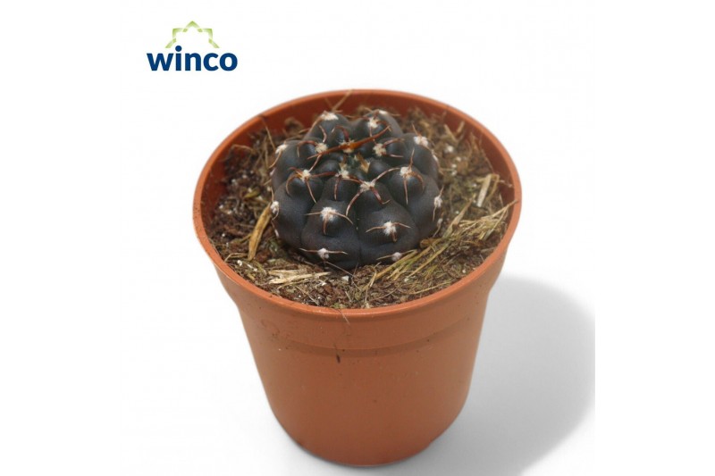 Cactus Gymnocalycium Stellatum1 pp 