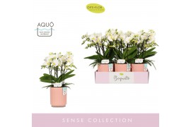 Phalaenopsis multiflora wit Boquetto Innocent 3-5 spike in Molise Salm